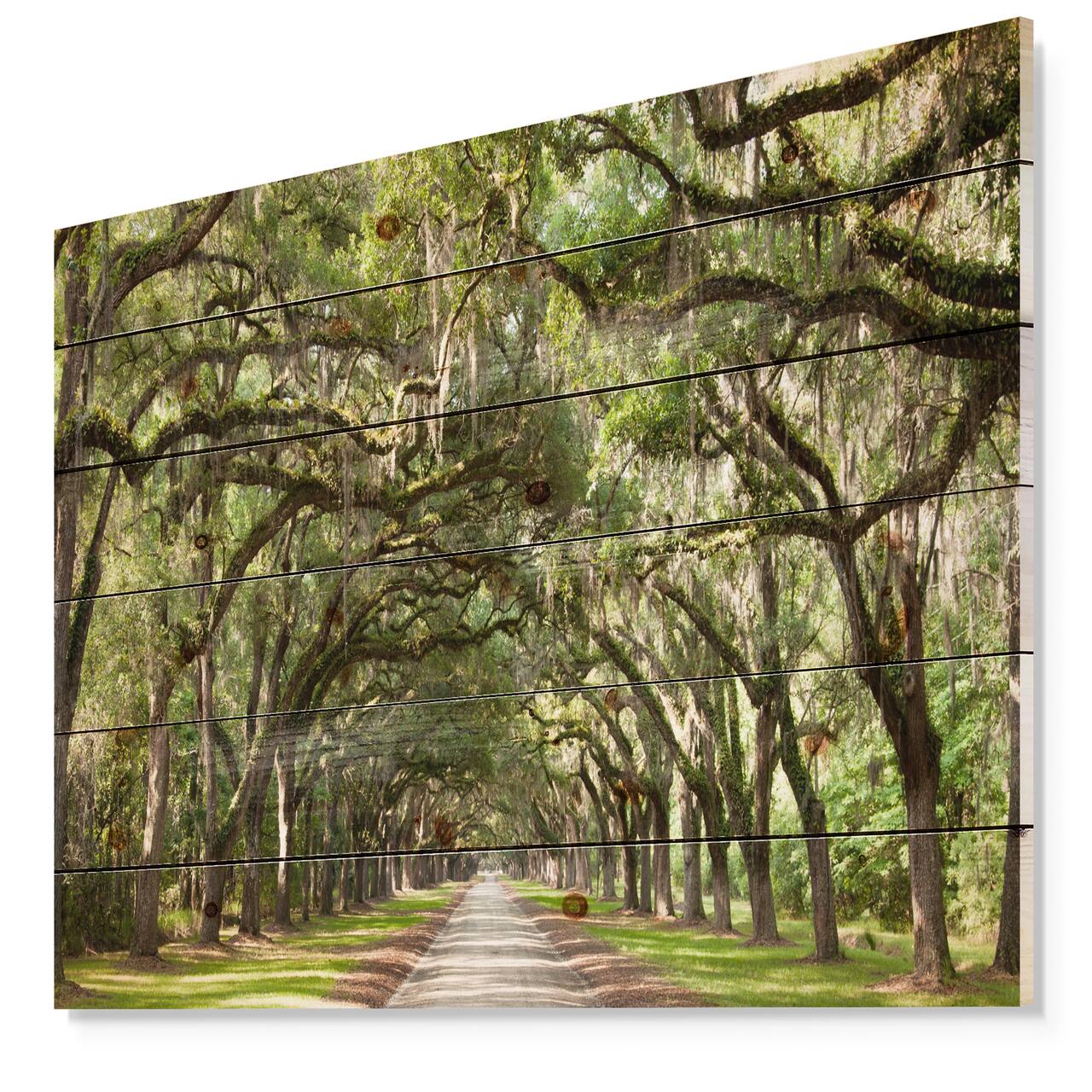 Designart - Live Oak Tunnel - Photography Print on Natural Pine Wood